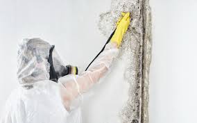 Asbestos and Lead Testing During Mold Inspection in Gulfport, FL